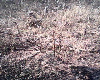 ZIMBABWE property Damafalls stand